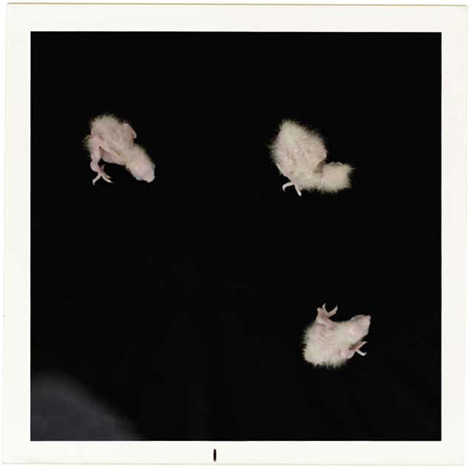 ultrachrome ink cotton paper